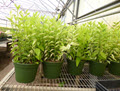 8" Euphorbia Devil's Backbone